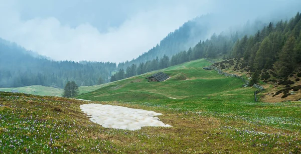 Alp Dolomitów Pięknej Górskiej Scenerii Zielonymi Lasami Hils Pokryte Crocus — Zdjęcie stockowe