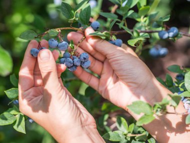 Çilek toplama. El toplama yaban mersini.