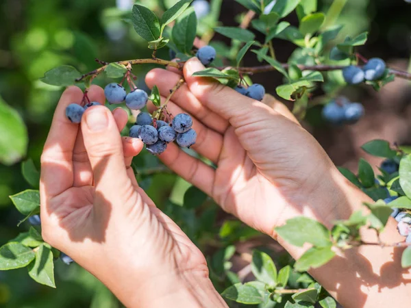 Berries picking. Female hand gathering blueberries.