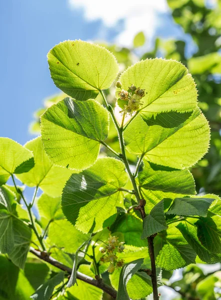 林登树盛开 自然背景 — 图库照片