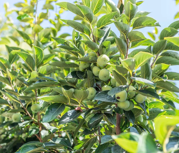 Persimmon Fruits Parmi Les Feuilles Vertes Sur Arbre — Photo