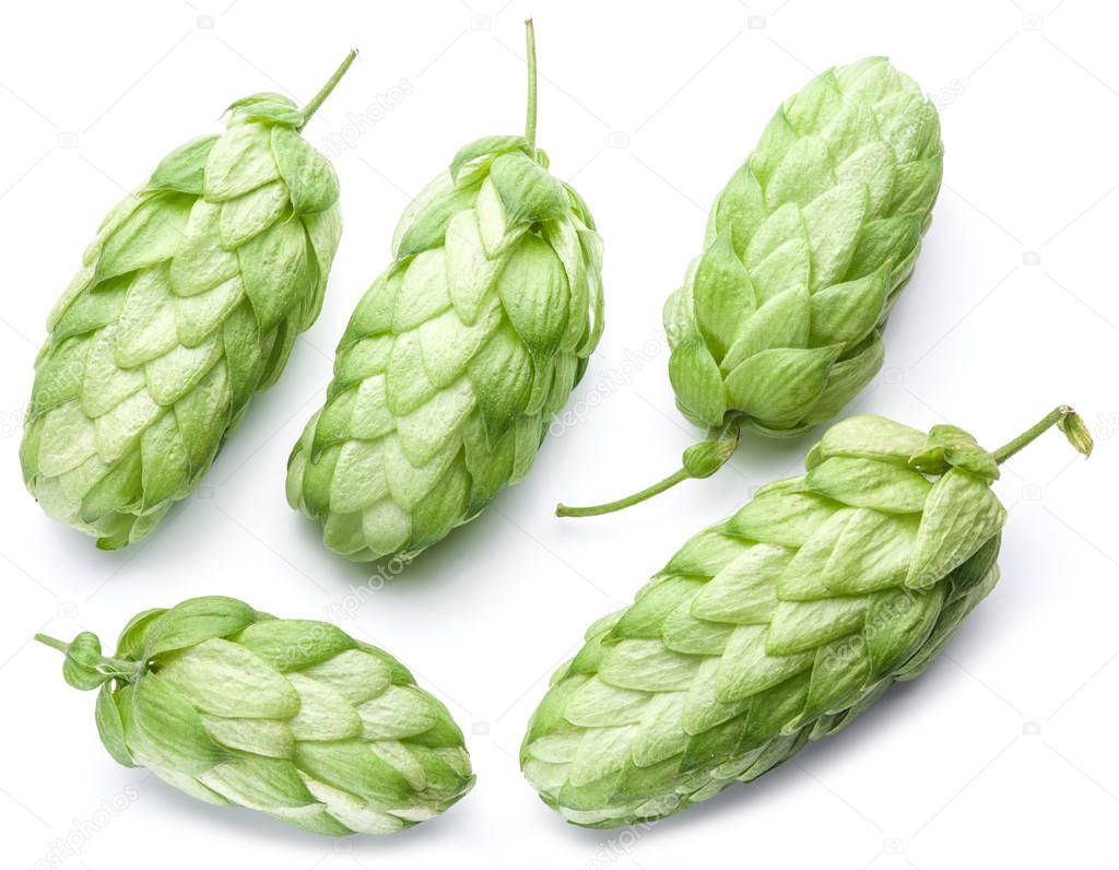 Hop cones. Isolated on white background.