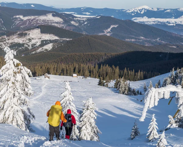 Winter hiking. Tourists are hiking in the snow-covered mountains. Beautiful winter landscape in the mountains.