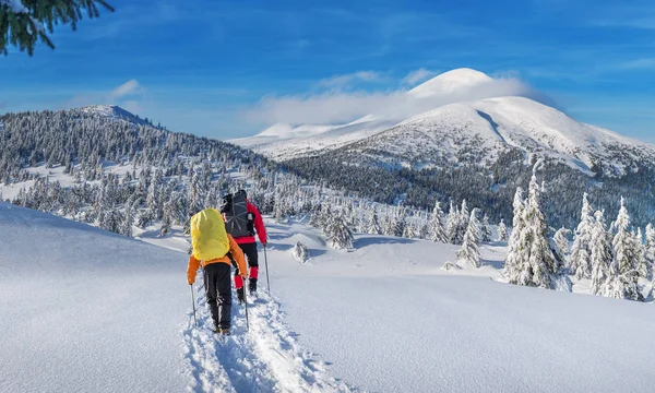 Winter hiking. Tourists are hiking in the snow-covered mountains. Beautiful winter landscape in the mountains.