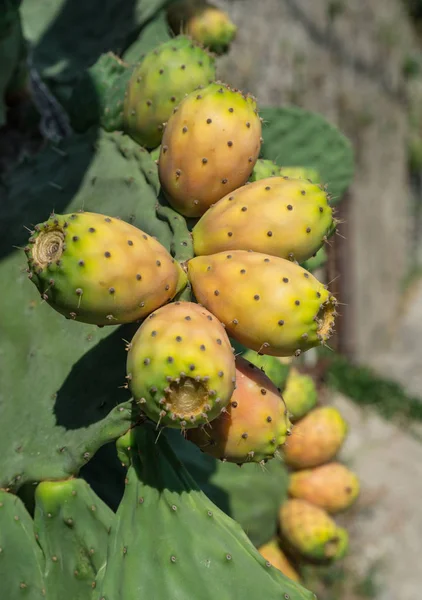 Opuntia Ovoce Nebo Ovocný Opuncie Přírodě Zelené Polštářky Ovocem — Stock fotografie