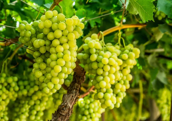 Grandes Grappes Mûres Raisins Table Blancs Sur Vine Vignoble — Photo