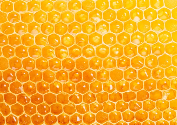 Honeycomb Hög Kvalitet Bild Makro Skott — Stockfoto