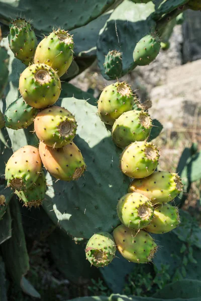 Opuntia Ovoce Nebo Ovocný Opuncie Přírodě Zelené Polštářky Ovocem — Stock fotografie