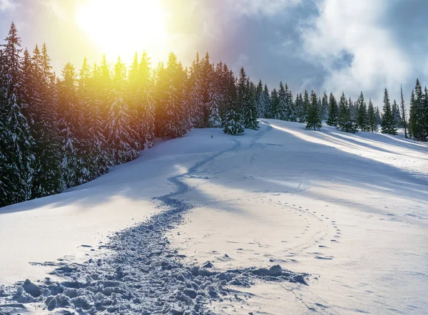 Bellissimo Paesaggio Invernale Sentiero Nella Neve Che Porta Agli Abeti — Foto Stock