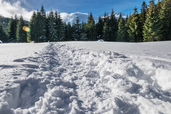 Прекрасний Зимовий Пейзаж Шлях Снігу Йде Зелених Ялин Передгір Засніжених — стокове фото