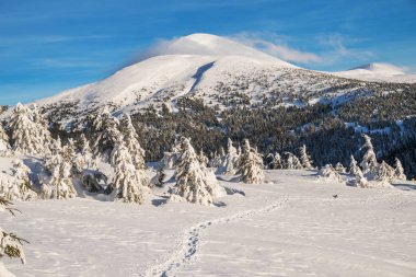 Mount Goverla, Ukrayna. Güzel kış manzara dağlarda. Üstleri Dağları'nın eteklerinde, kar ve yeşil firs kaplı.