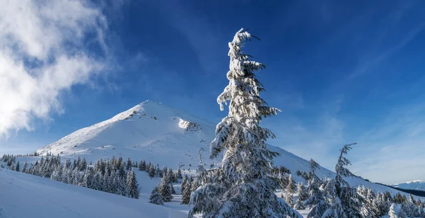 カルパティア山脈の美しい冬の風景 雪で覆われたペトロス ピーク — ストック写真