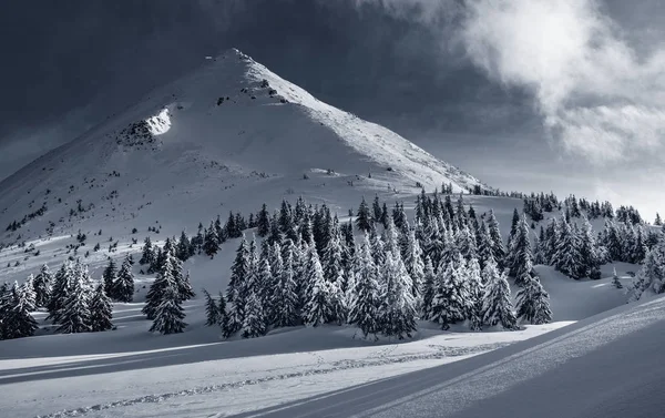 Beautiful Winter Landscape Carpathian Mountains Petros Peak Covered Snow Black — Stock Photo, Image