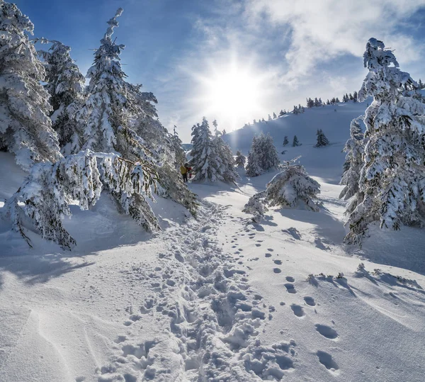 Bela Paisagem Inverno Nas Montanhas Árvores Abeto Verdes Sob Neve — Fotografia de Stock