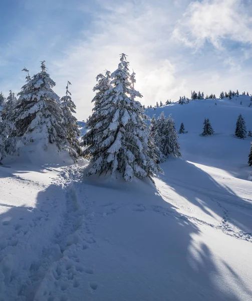 Wunderschöne Winterlandschaft Den Bergen Grüne Tannen Unter Dichtem Schnee Fuße — Stockfoto