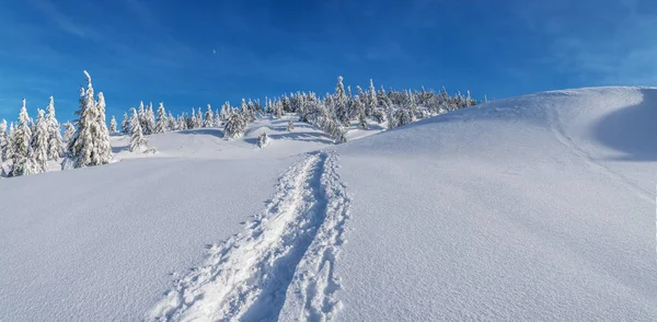 Hermoso Paisaje Invierno Las Montañas Tops Montañas Cubiertas Nieve Abetos — Foto de Stock