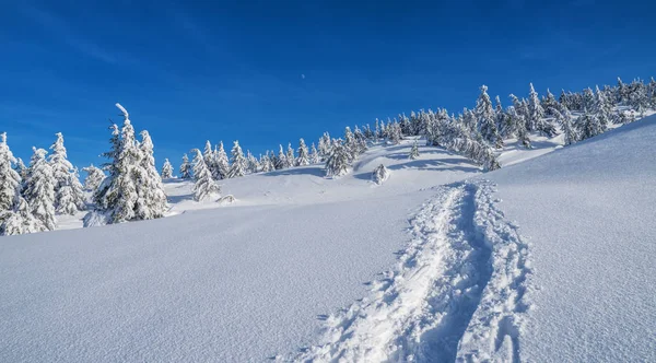 Güzel kış manzara dağlarda. Üstleri Dağları'nın eteklerinde, kar ve yeşil firs kaplı.
