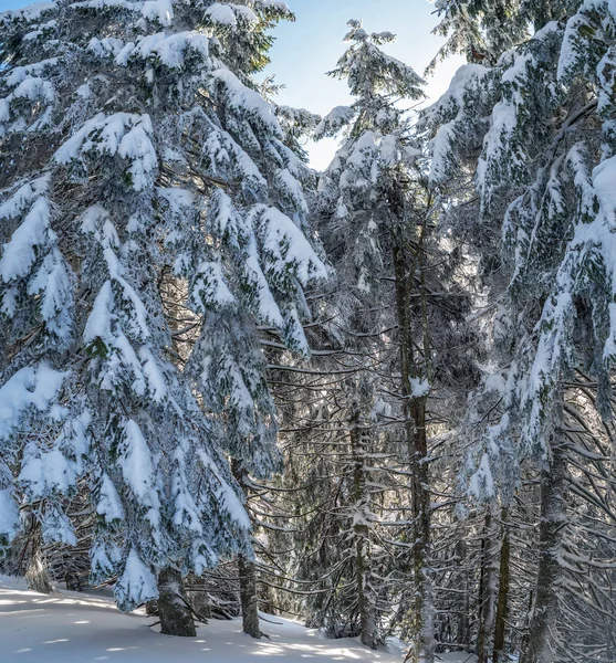 Πανέμορφο Τοπίο Χειμώνα Έλατα Καλυμμένο Βαρύ Χιόνι Μέσα Στο Δάσος — Φωτογραφία Αρχείου