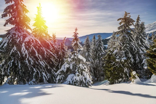 山の美しい冬の風景 大雪のふもとの下緑のモミの木 — ストック写真