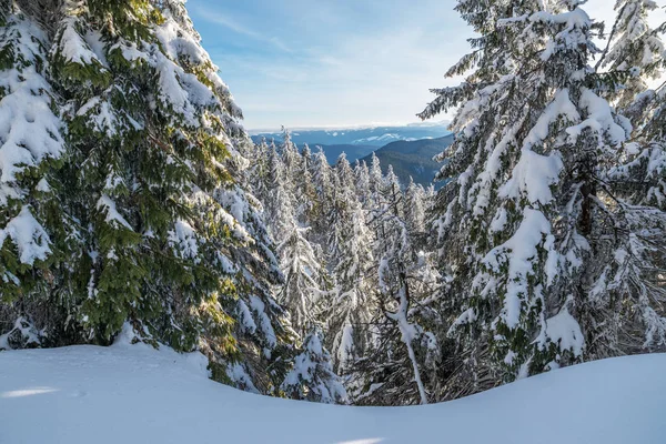 Incredibile Paesaggio Invernale Alberi Abete Ricoperti Neve Pesante Cime Montagne — Foto Stock