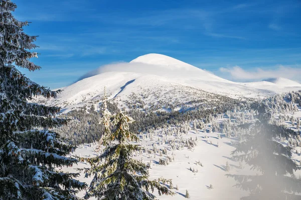 ホベルラ山 ウクライナ 山の美しい冬の風景 麓で雪と緑のもみで覆われた山の頂 — ストック写真