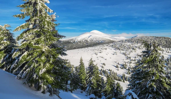Monte Goverla Ucraina Bellissimo Paesaggio Invernale Montagna Cime Montagne Coperte — Foto Stock