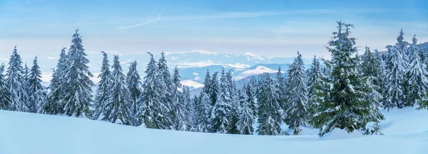Beautiful Winter Landscape Mountains Tops Mountains Covered Snow Green Firs — Stock Photo, Image