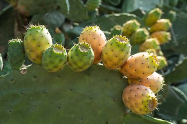 Opuntia meyve ya da inciri meyve doğada. Meyve ile kaplı yeşil yastıkları.