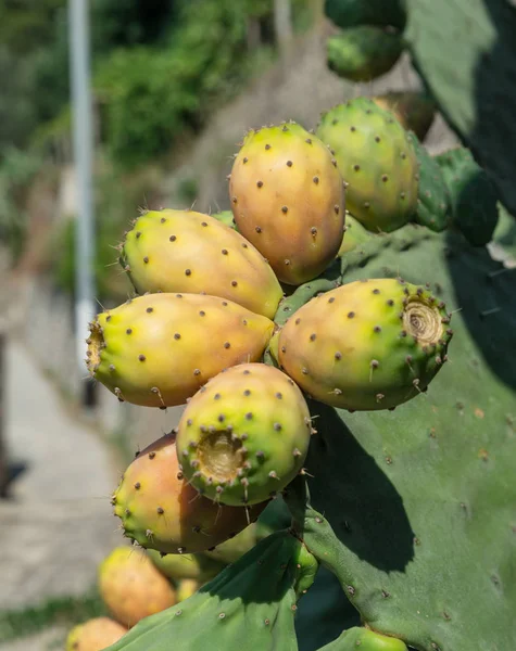 Fruta Opuntia Fruta Pera Espinhosa Natureza Almofadas Verdes Cobertas Frutas — Fotografia de Stock