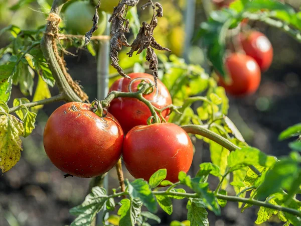 Tomatenplant Met Vruchten Die Met Scheuren Veroorzaakt Door Schommelingen Beschikbaarheid — Stockfoto