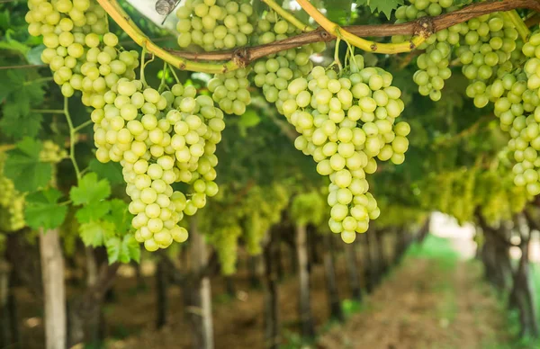 Grote Rijpe Clusters Van Witte Tafeldruiven Wijnstok Wijngaard — Stockfoto