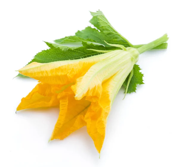 Zucchini Flower Een Witte Achtergrond — Stockfoto