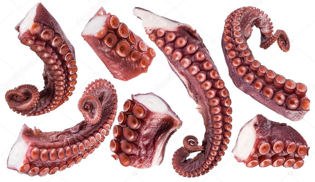 Pieces of cooked devil-fish or octopus tentacles (arms). File contains clipping paths.