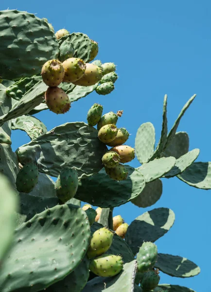 Opuntia fruit or prickly pear fruit in nature. Green pads covered with fruit.