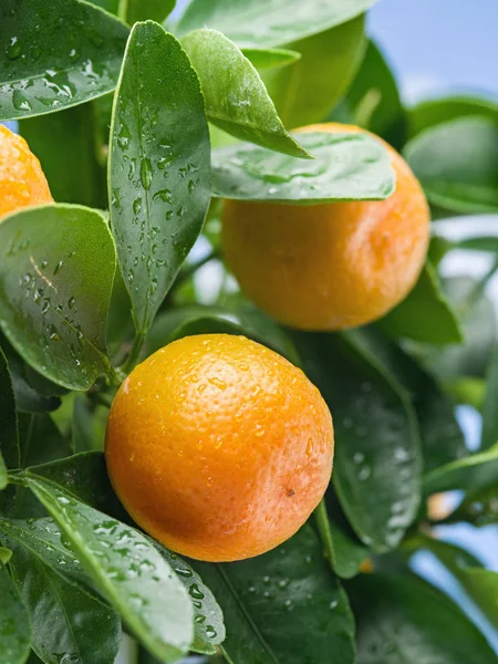 Frutas Tangerina Maduras Árvore Céu Azul Fundo — Fotografia de Stock