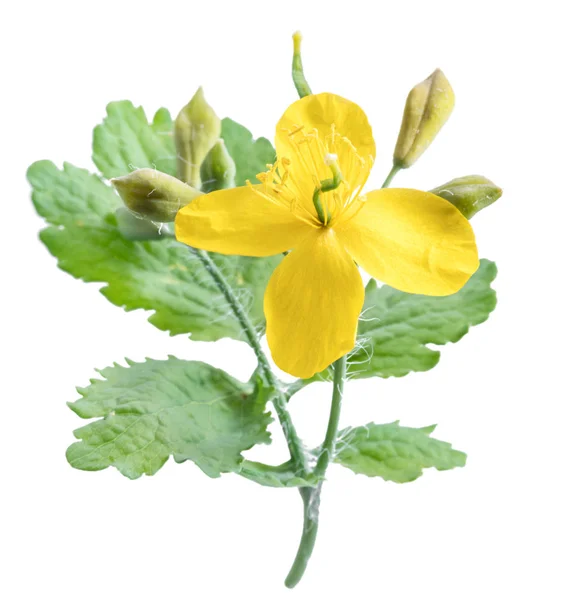 Χελιδόνιο Κίτρινο Λουλούδι Πράσινα Φύλλα Λευκό Φόντο — Φωτογραφία Αρχείου