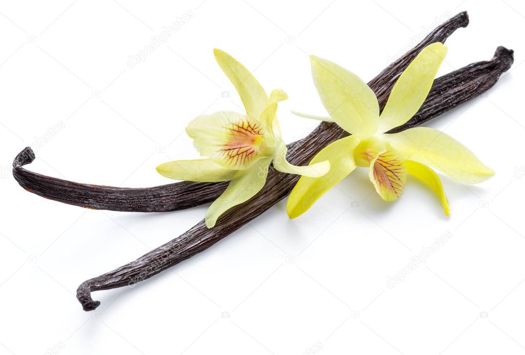 Dried vanilla fruits and orchid vanilla flower isolated on white background.