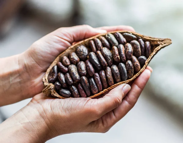 Vaina Cacao Las Manos Cerca — Foto de Stock