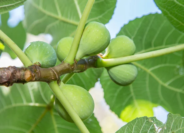 Rijp Fig Vruchten Aan Boom — Stockfoto