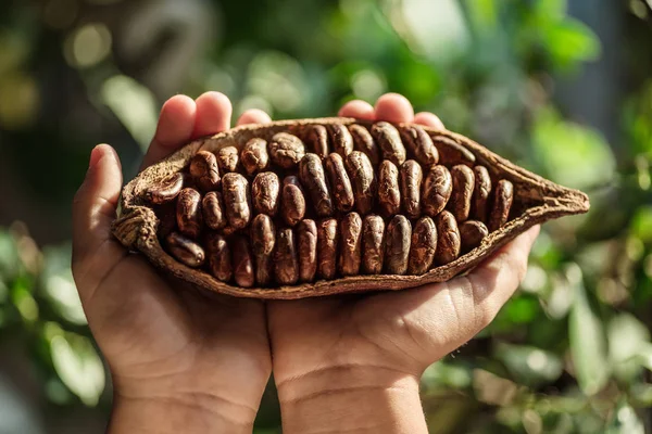 Kakao Pod Händerna Närbild Gröna Blad Bakgrunden — Stockfoto