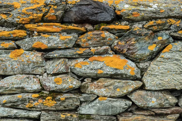 Orange Lichen Grows Orange Crust Coating Rocks Stones Nature Background — Stock Photo, Image