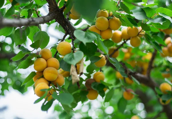 Mogna Aprikoser Fruktträdgårdsträdet Naturbakgrund — Stockfoto