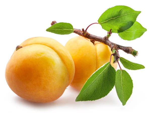 Ripe Apricots Small Branch White Background — Stock Photo, Image