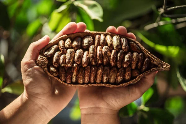 Vaina Cacao Las Manos Cerca Hojas Verdes Fondo — Foto de Stock