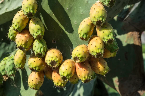 Opuntia Fruit Prickly Pear Fruit Nature Green Pads Covered Fruit — Stock Photo, Image