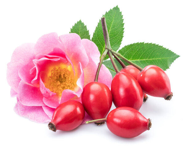 Rose-hips with rose hip flower isolated on a white background.