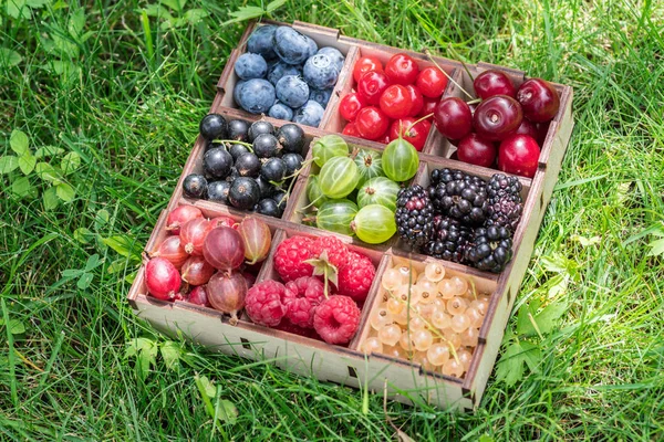 Bayas Verano Caja Madera Hierba Verde Primer Plano — Foto de Stock