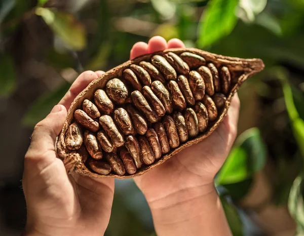 Kakao Pod Händerna Närbild — Stockfoto