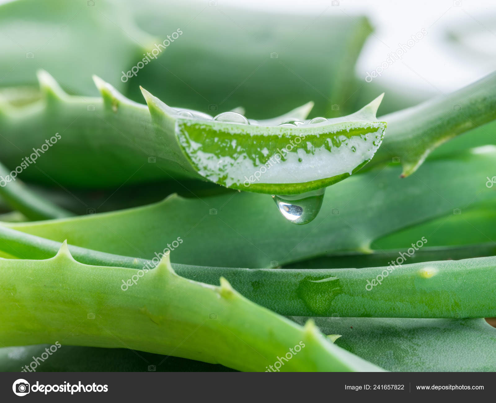 Mexico strak huiswerk Aloe Aloe Vera Fresh Leaves Slices White Background Stock Photo by  ©Valentyn_Volkov 241657822
