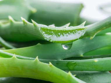 Aloe ya da Aloe vera beyaz arka planda taze yapraklar ve dilimler.